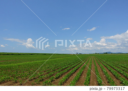 夏の田園風景　大豆畑　休耕田代替作物 79973317
