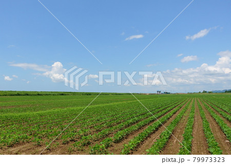 夏の田園風景　大豆畑　休耕田の代替作物 79973323