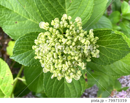 ウズアジサイ 79973359