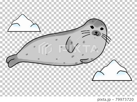 横たわる大人のゴマフアザラシと氷の塊 79973720