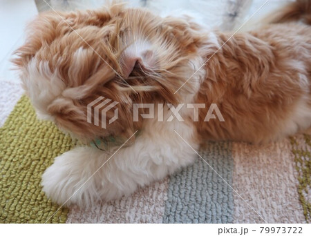 耳から独特な臭いがする垂れ耳のシーズー 79973722