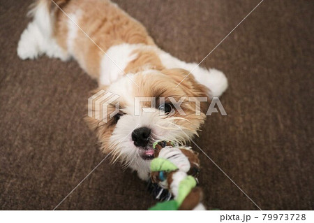 嚙む力がすごい強い赤ちゃんの犬(5ヶ月) 嚙む力がすごい強い赤ちゃんの犬(5ヶ月) 79973728