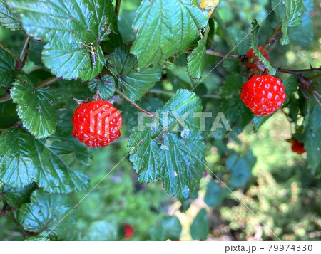 ニガイチゴ 79974330