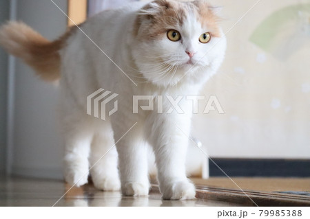 イケメンな猫 スコティッシュフォールド イケメンな猫 スコティッシュフォールド 79985388