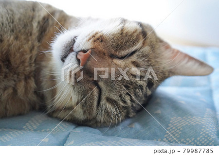 眠るキジトラ 眠るキジトラ 79987785