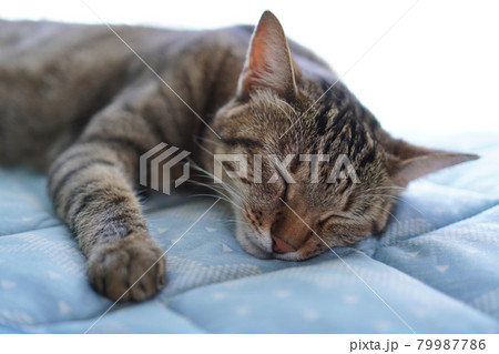 眠るキジトラ 眠るキジトラ 79987786