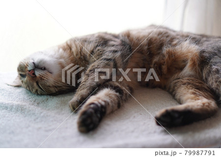 眠るキジトラ 眠るキジトラ 79987791
