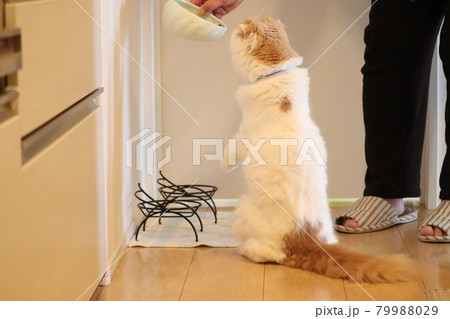 ペットの餌やり、キャットフード 79988029