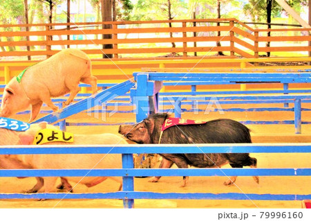 頑張れ ミニブタレース 熊本県の写真素材