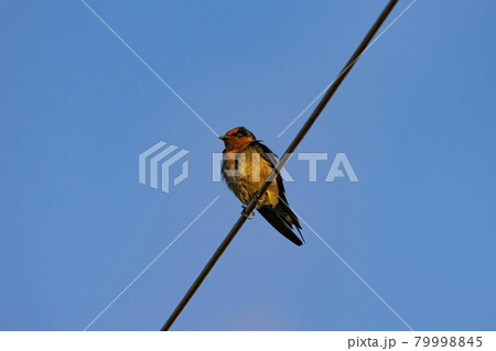 鳥 野鳥 バーディー 79998845