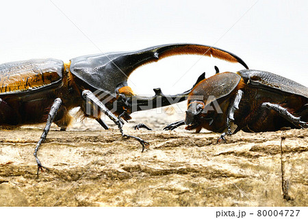 ヘラクレス リッキー ヘラクレス リッキー 80004727