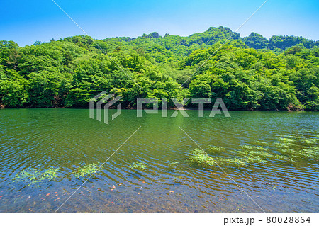 中木ダム 妙義湖 静寂な初夏の周辺景色 中木ダム 妙義湖 静寂な初夏の周辺景色 80028864