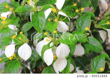 ハンカチの花（ホワイトコンロンカ）と黄色い花 80031888