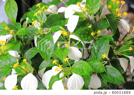 ハンカチの花（ホワイトコンロンカ）と黄色い花 80031889