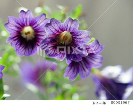 サルピグロシス薄青紫色の枝の生花 サルピグロシス薄青紫色の枝の生花 80031967