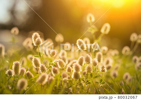 Field of wild, white dandelions in summer. Field of wild, white dandelions in summer. 80032067