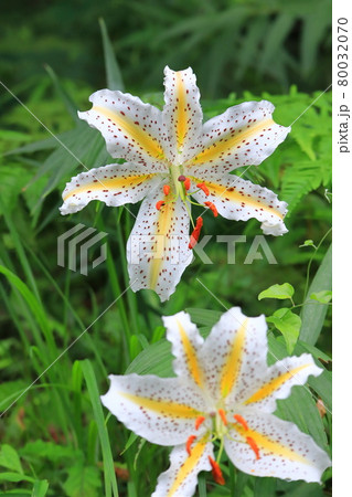 満開のヤマユリ 80032070