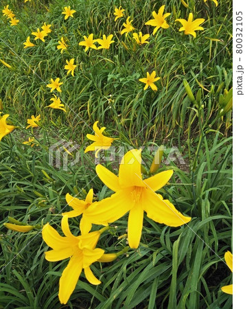 ニッコウキスゲ キスゲ デイリリー 80032105