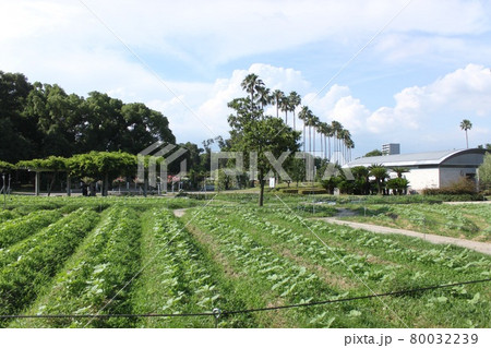 大阪市長居植物園の新緑風景 80032239
