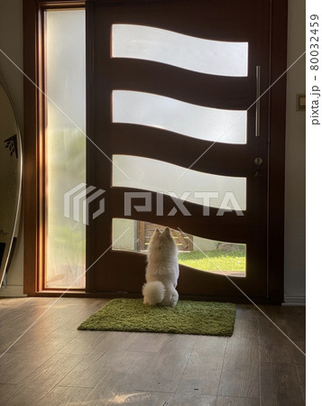 玄関で外を眺める番犬、白いポメラニアン 80032459