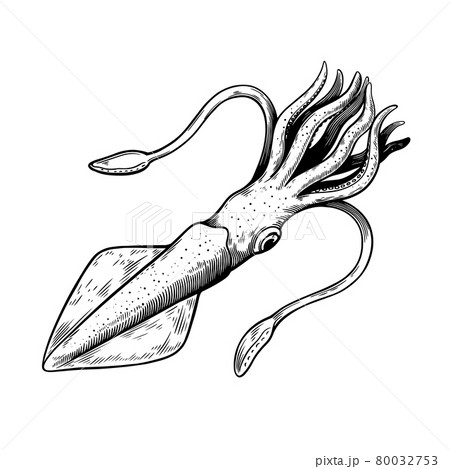 Sea squid isolated on white background in sketch black and white vintage engraving style. Sea squid isolated on white background in sketch black and white vintage engraving style. 80032753