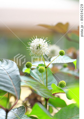 アメリカヤマタマガサ(セファランサス)の花 アメリカヤマタマガサ(セファランサス)の花 80034229