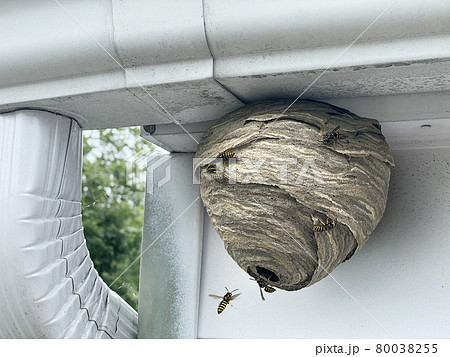 Wasp Nest Attached To Home Wasp Nest Attached To Home 80038255
