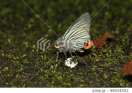 アオバセセリ アオバセセリ 80038261