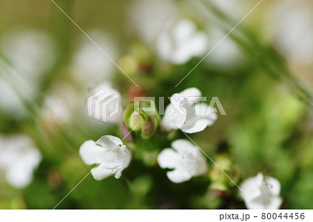オレガノ　Oregano 80044456