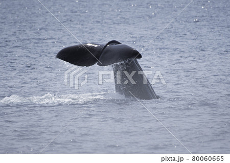 マッコウクジラの尾びれ 80060665