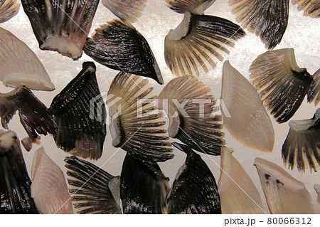 フグのヒレ 80066312