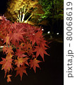 夜の紅葉 80068619