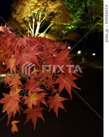夜の紅葉 80068619