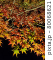 夜の紅葉 80068621