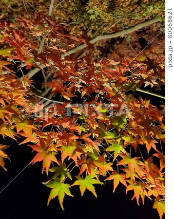 夜の紅葉 80068621