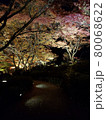 夜の紅葉 80068622