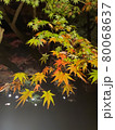緑のもみじ 80068637