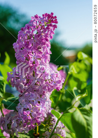Branch of blossoming purple lilac on a sunny day 80072659