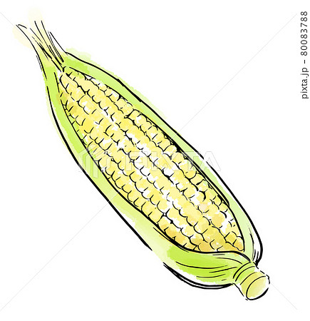 食べ物　イラスト　トウモロコシ 80083788