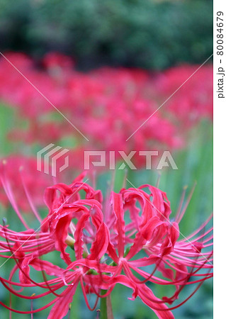彼岸花 彼岸花 80084679