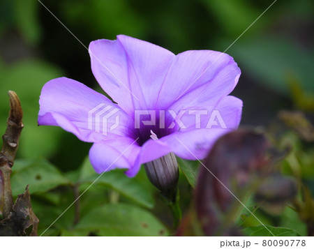 花 フラワー お花 80090778