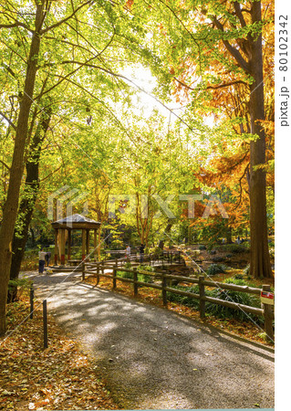 秋の林試の森公園 80102342