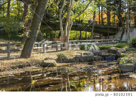 秋の林試の森公園 80102391