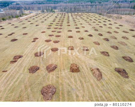 Manure heaps lie in even rows in a field, aerial photo. Manure heaps lie in even rows in a field, aerial photo. 80110274