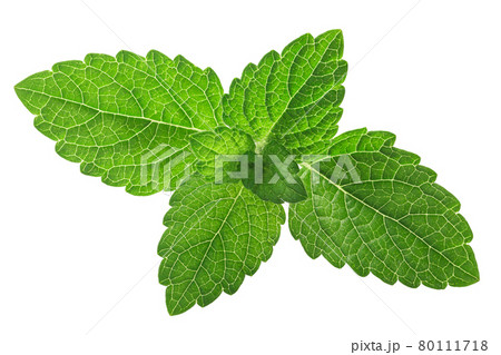 Melissa or Lemon balm (Melissa officinalis) fresh leaves isolated 80111718