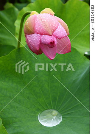 雨に濡れた蓮の花の蕾の写真素材