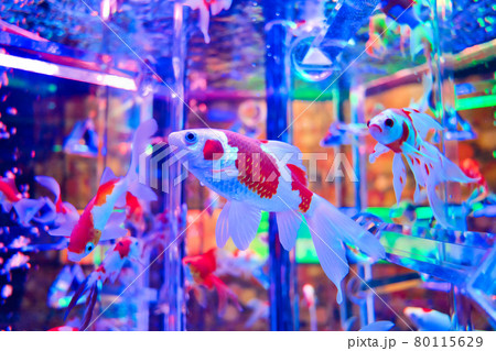 カラフルな金魚写真 80115629