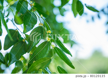 ナツメの花 ナツメの花 80120135