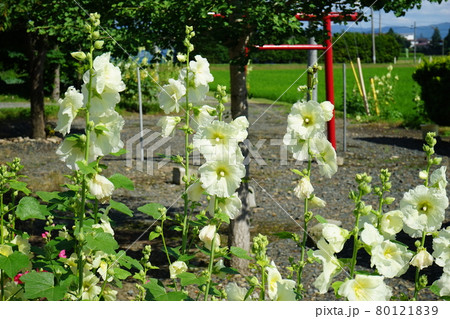 夏の花 立葵の写真素材
