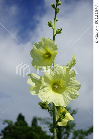夏の花 立葵 夏の花 立葵 80121847